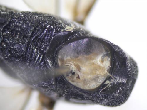 Gasteruption caucasicum